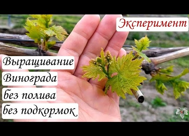 Выращивание винограда без полива и подкормок