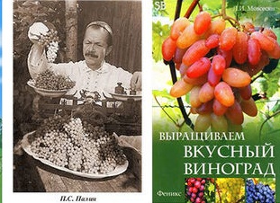 Из опыта выращивания винограда на северо-западе России.
