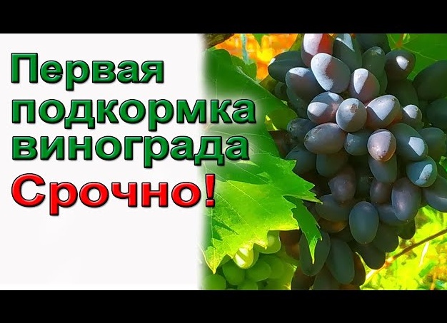 Когда и чем подкармливать виноград?