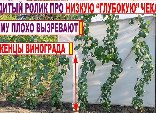 Почему плохо вызревают саженцы винограда?