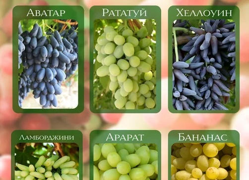 Как удачно приобрести посадочный материал винограда и не ошибиться в выборе