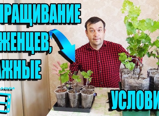 Посадка вегетирующих саженцев винограда на доращивание.