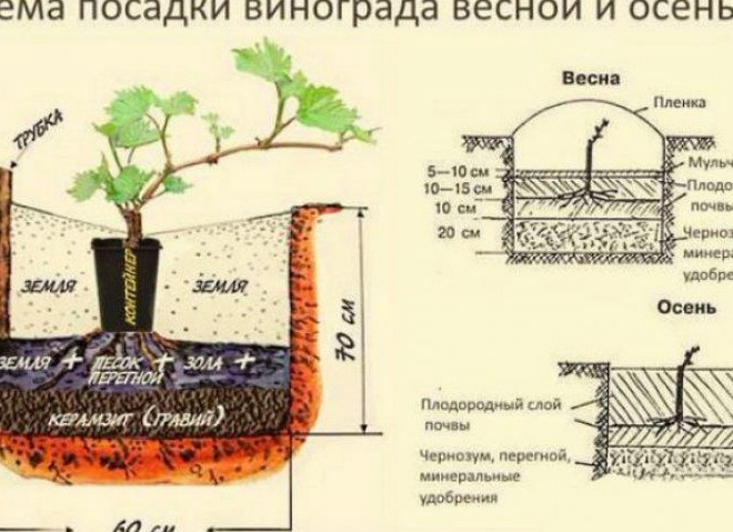 Как правильно посадить виноград осенью. Поймет даже новичок
