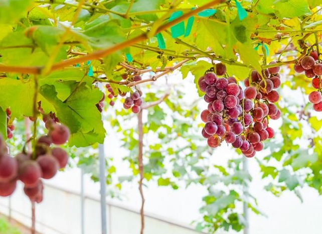 Возможно вырастить виноград 🍇 в теплице в средней полосе❓