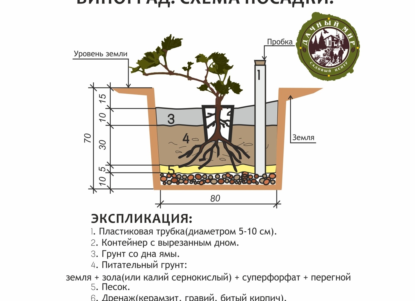 Высадка винограда.