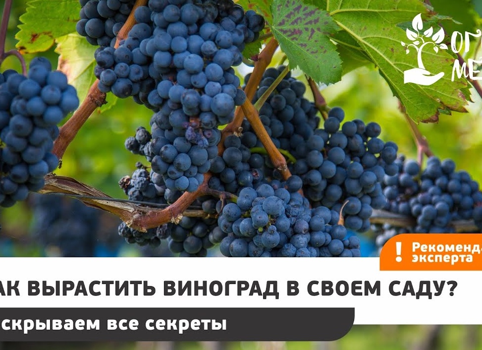 Как вырастить виноград в своем саду? Раскрываем все секреты