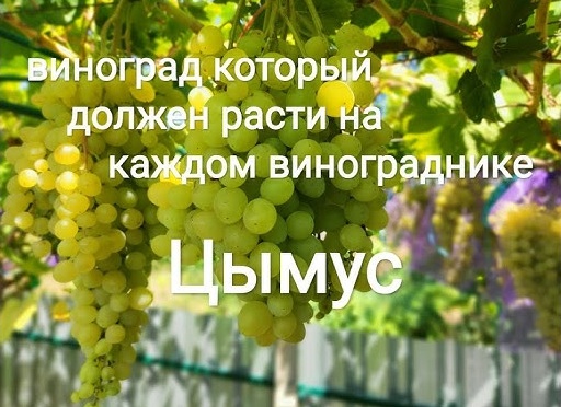 Сорта винограда, от посадки которых следует воздержаться при закладке виноградника