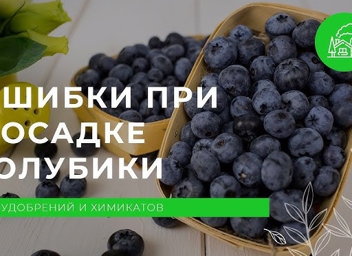 2 часть по выращиванию садового винограда на участке: