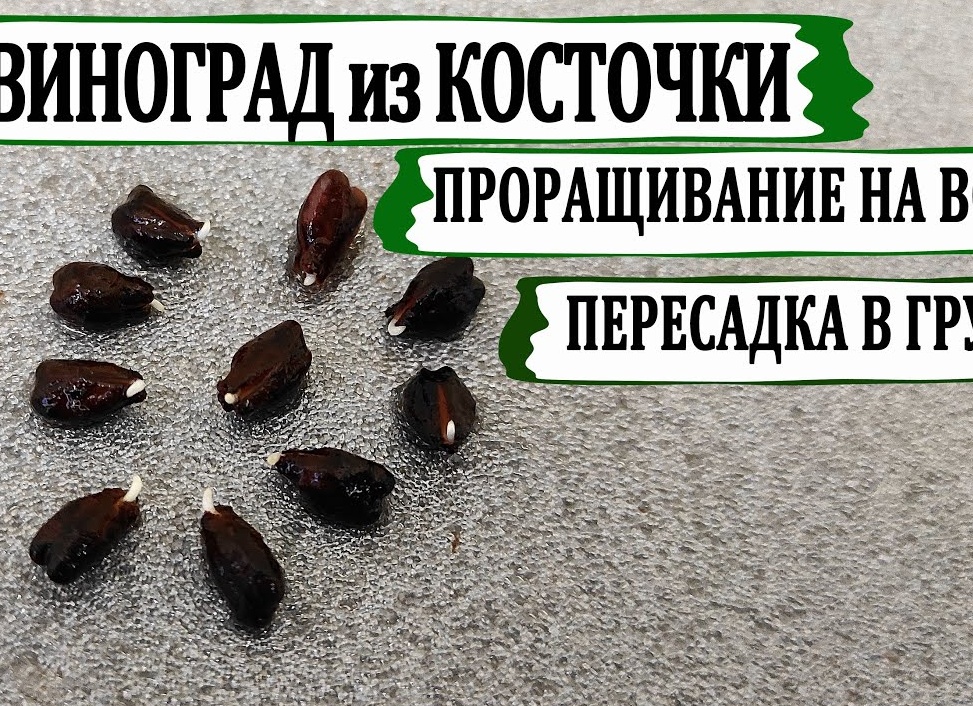 Выращивание винограда из семян