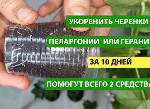 Как всего за 10 дней укоренить черенки винограда
