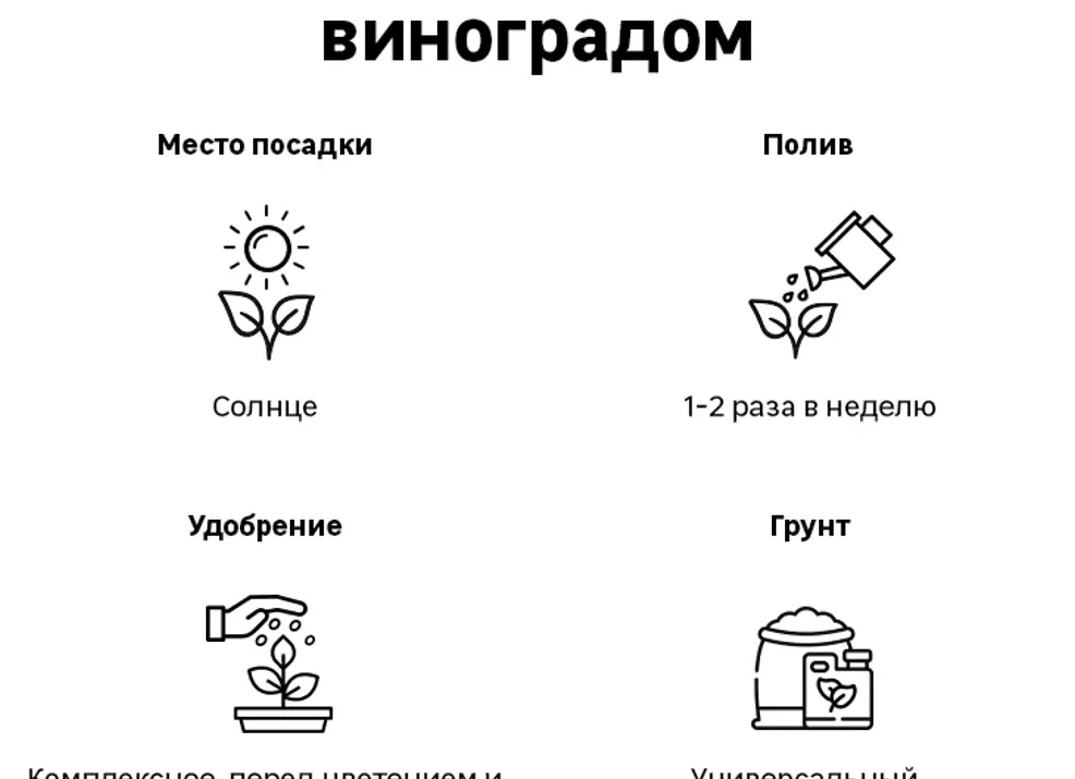 Урожай и особенности выращивания винограда «Цитронный Магарача» на шпалере
