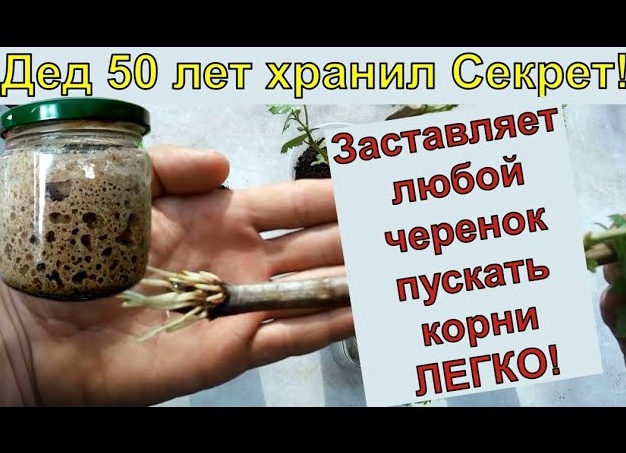 Выбери лучший метод укоренения черенков винограда. Сможет даже новичок