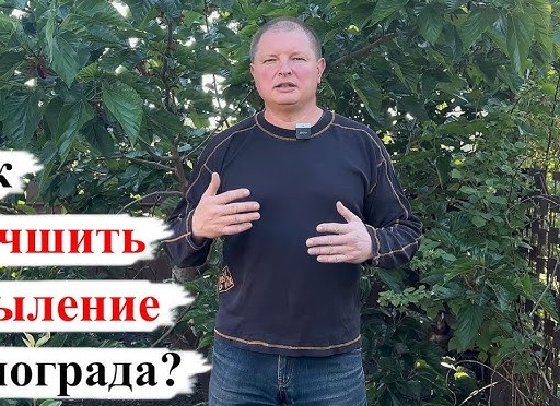 Горошит и плохо опыляется виноград? Выход есть – применяйте Бор!