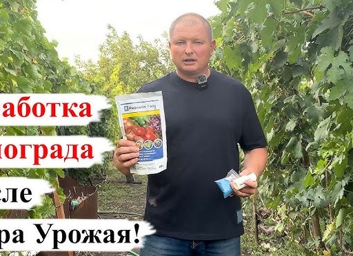 Обработка винограда после сбора урожая