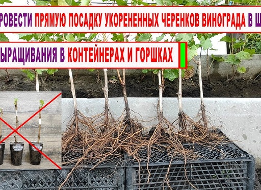 Как организовать школку для выращивания саженцев винограда