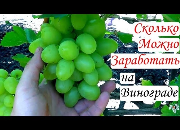 Можно ли заработать на винограде