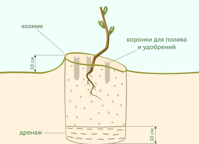 Посадка винограда в Сибири: правила и секреты успешного выращивания