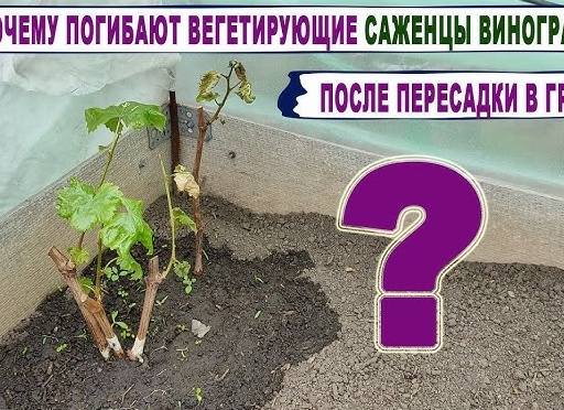 Как 100% Погубить вегетирующие саженцы винограда!