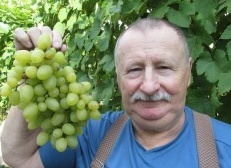Мой опыт выращивания винограда в Подмосковье