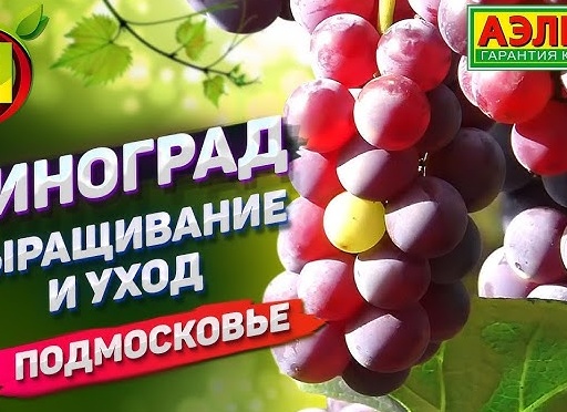 Выращивание винограда в Подмосковье: уход в открытом грунте, теплице, парнике весной и в другое время года