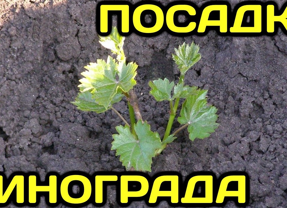 Выращивание вегетирующих саженцев винограда из черенков.