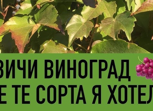 Посадка и выращивание винограда для меня всегда было настоящим искусством