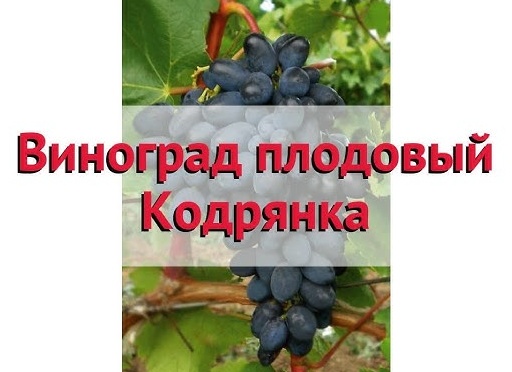 Виноград собственного выращивания: секреты ухода за лозой и сбора богатого урожая