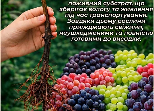 Виноград со сверхранними сроками созревания урожая, опыт выращивания.