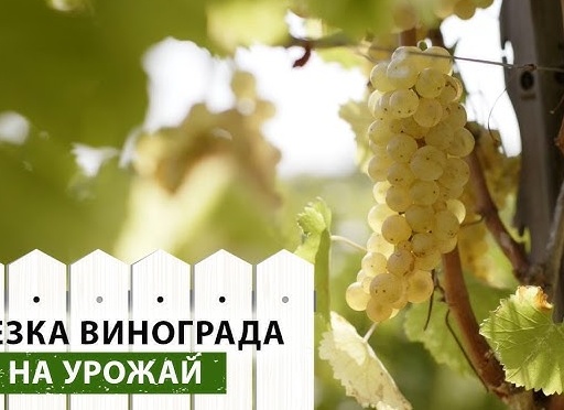 Обрезка винограда от А до Я
