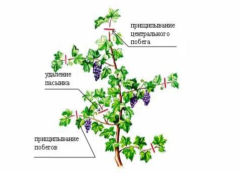 Весенний уход за виноградом