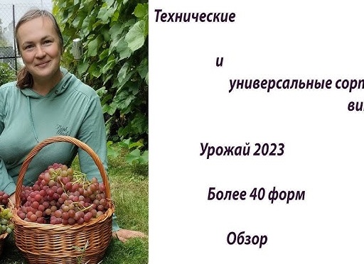 Технические (универсальные) сорта винограда