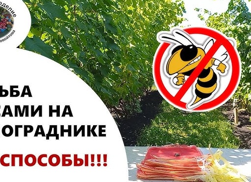 Борьба с осами на винограднике.
