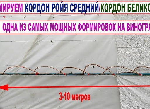 Какая формировка для винограда лучше? КОРДОН или ВЕЕР.