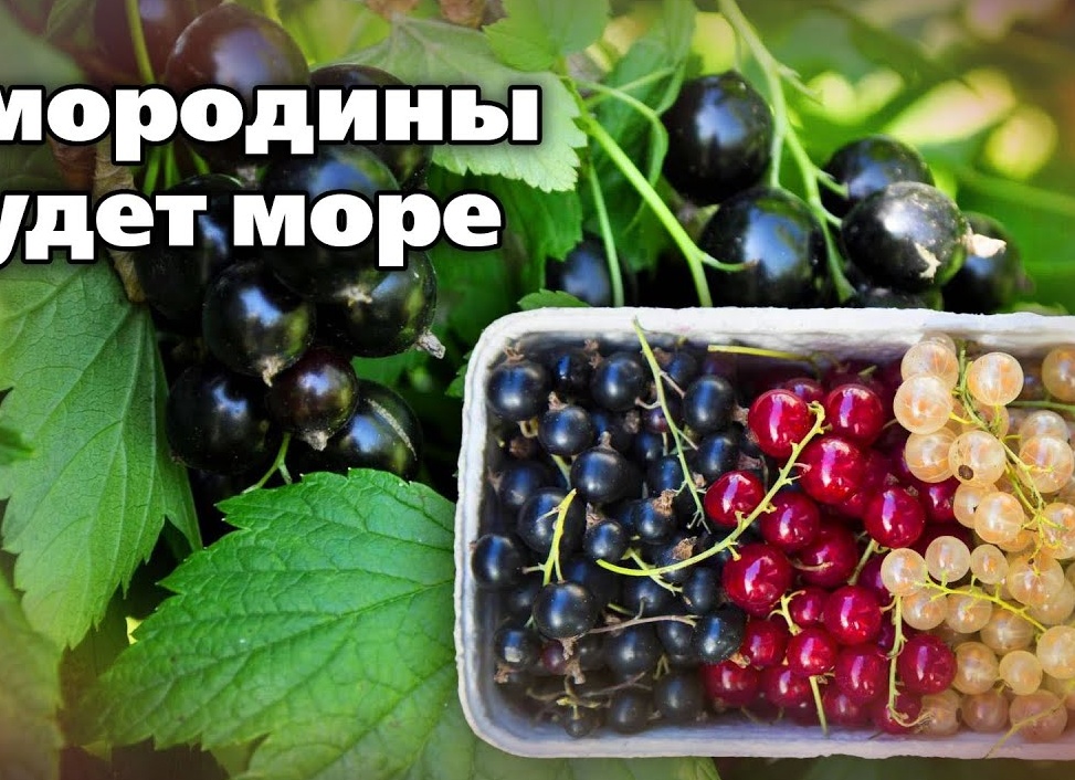 Моя любимая подкормка для Винограда в июле для хорошего Урожая. Почему-то многие не воспринимают её в серьез