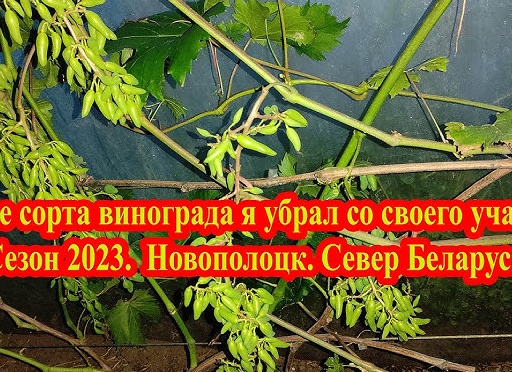 Виноград со своего огорода.