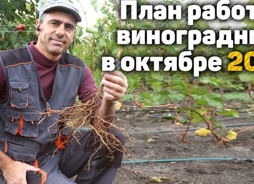 Работы на винограднике в октябре.