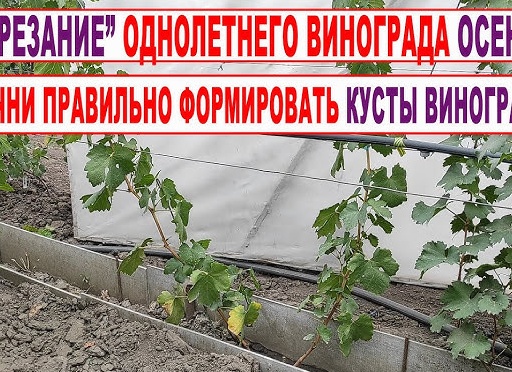 Выращивание винограда на даче: обрезка и шпалера для начинающих
